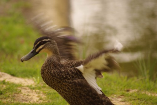 Duck Flapping